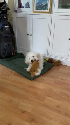 Hanbao Is in Gypsy Mod