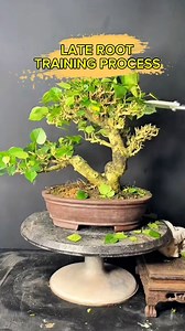 522 reactions · 16 shares | Digging deep, growing strong. The art of root training in bonsai cultivation #bonsaicare #rootdevelopment #bonsai | Romeo Antipuesto Jr | Facebook
