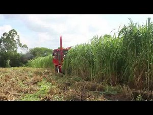 napier grass harvesting working video of forage harveser machine