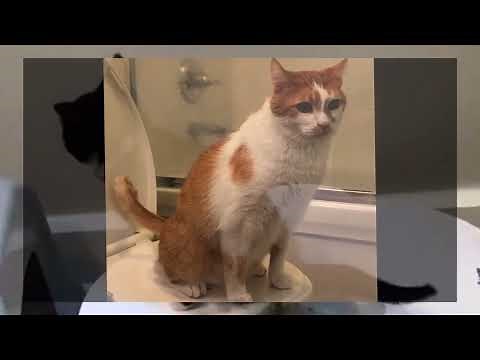 The Most AMAZING Cat Toilet Training video! Kitty’s Loo