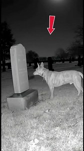 Dog Returns to His Owner’s Grave… and Faces Something Paranormal 😨🐕