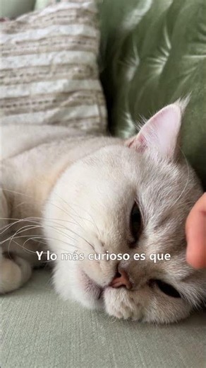 ¿Por qué los gatos traen animales muertos?