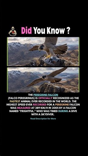 389 KM/H! The fastest animal EVER recorded 🤯 #factsdaily #facts #shorts