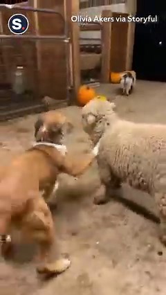 8.5K reactions · 1.2K shares | This lamb was rejected by its mother, but then formed an amazing and loving bond with this dog. | storyful | Facebook
