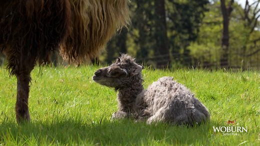 RAW VIDEO: Adorable Baby Bactrian Camel Born At Woburn Safari Park
