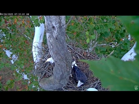 Sept 30 2025 - Bella & Scout Deliver New Sticks & Work on the Nest - Progress Made NCTC Bald Eagles