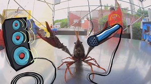 1.2M views · 1.5K reactions | 2016 Jazz Fest Lineup Announced Today! Check out and share the video. View the daily music lineup at lineup.nojazzfest.com Tickets on Sale Now through Ticketmaster. | New Orleans Jazz & Heritage Festival | Facebook