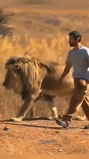 A Massive African Lion Up Close