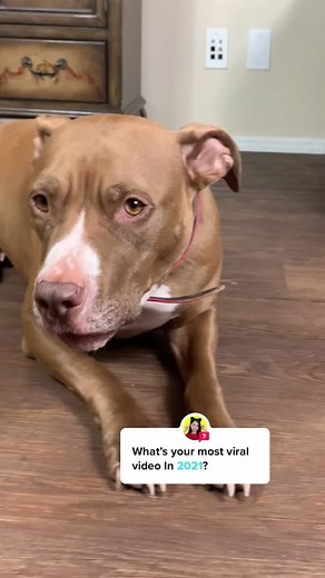 Funny Talking Dog Penny - Choo Choo Chicken Impressions