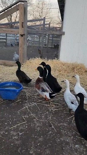 34K views · 1.2K reactions | Getting used to a new routine #bedtimeroutine #eveningroutine #ducksoftiktok #geese #duckhouse #hobbyfarm | Andrea Andrews | Facebook