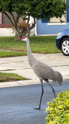 A very curious crane’s journey back to the its family | Mary Katherine Clark