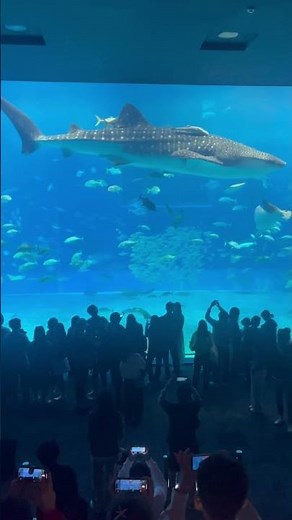 2026年1月9-12日 2日目 沖縄旅行 美ら海水族館に来ました。大きなジンベイザメ。 #沖縄 #旅行 #沖縄旅行 #美ら海水族館 #水族館 #魚 #熱帯魚 #ジンベイザメ