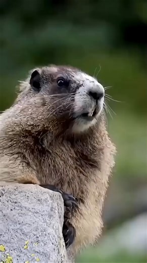 Shocking Nature Fact | Beaver Engineering Skills #beaver #facts #amazingfacts #wildlife