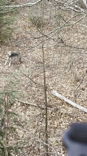 Michigan Out of Doors on Instagram: "Check out this video that was sent to us by Seth White over in Ontonagen County. It’s pretty rare to see one wolf, let alone a pack! In total, there was five wolves around his deer stand! #Michigan #hunting #outdoors #outside #nature"