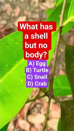 What has a shell but no body?