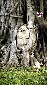 Wat Mahathat ワット・マハタート -アユタヤ遺跡- #thailand #ayutthaya