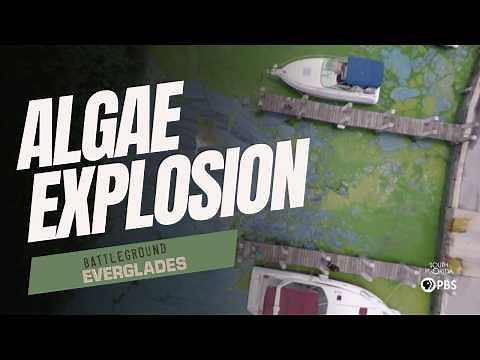 Toxic Algae in Florida's Everglades: What Went Wrong? | Battleground Everglades
