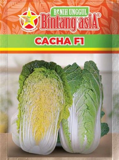 Sawi chacha #sawiputih #sampo #petanisawi @Benih Citra Asia Official