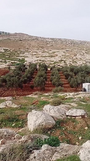 Olive Trees in Rocky Landscape: Nature's Resilience