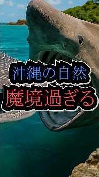 The nature of Okinawa is so magical [Whale sharks, Basking sharks, and Habu snakes]