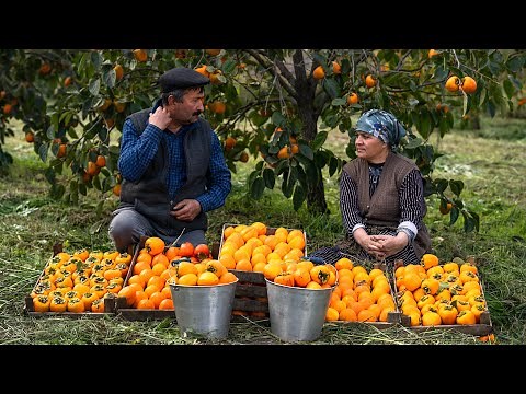 Harvesting Persimmon for Winter | Keep Them Fresh Without Chemicals!