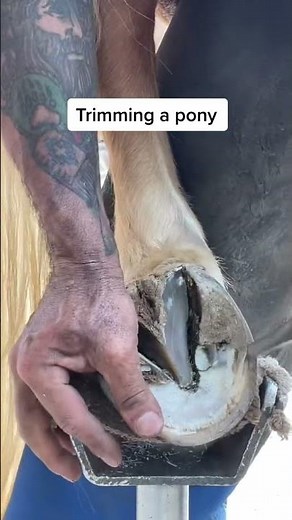 Horse Toenail Care#91