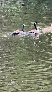 Single file line kids #geese | Wayne Faile