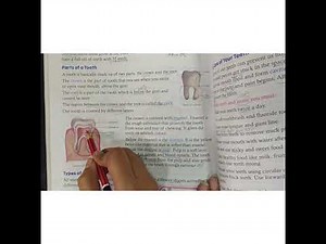 Class 4 | Science | Chapter 6 Teeth Structure and Digestion