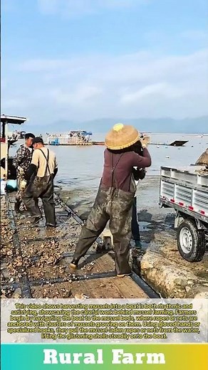Harvesting mussels into the boat: satisfying mussels pulling moment for mussel farming