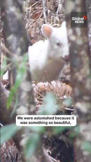Rare albino pudu spotted in Chilean forest