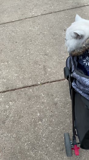 Cringing Cat Sounds Compilation