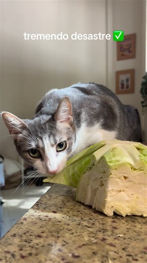 Sophie and Willy and Blu on Instagram: "no sé qué clip es mejor🤣 #catsfollowers #gatosdeinstagram #catlover"