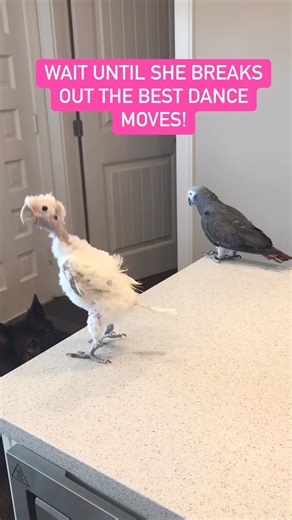 This is the video that shot Coco to fame! She features all her famous dance moves in this doozy of a cute video! The Side to Side is my favorite dance step! #animals #funnypet #funnypets | Lucky Lou and Coco Too