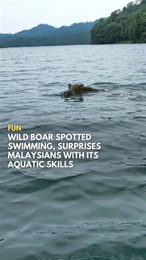 97K views · 304 reactions | Pumbaa living his hakuna matata life  A wild boar has been spotted swimming in a river in Malaysia, much to the astonishment of locals Til boars can swim loll Full story at www.says.com! | SAYS | Facebook