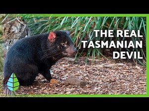 Tasmanian Devil Facts 😈🐾 | Diet, Habitat & Behavior