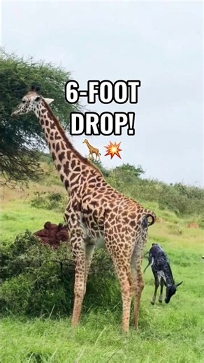 How Is a Baby Giraffe Born? 🦒😳