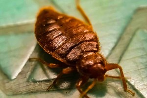 7 Signs Of Bed Bugs - With Pictures And Video