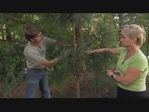 Trimming Sickly Conifers