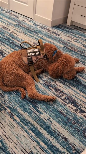 Service Dog has had enough. lol #short #travel #labradoodle #servicedog #veteran