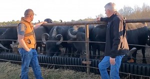 Texarkana is Home to One of America's Largest Herds of Water Buffalo [VIDEO] - Texarkana FYI