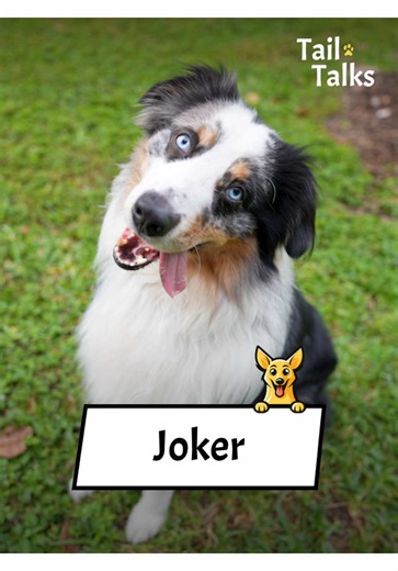 Meet Joker: The Playful 3-Year-Old Australian Shepherd