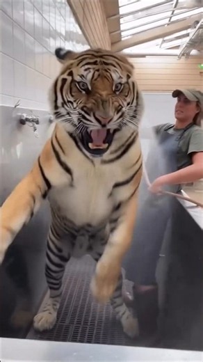 The secret to bathing a giant tiger 🐅✨ #animals #zoo #shorts