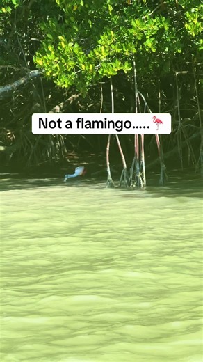 Meet one of the Floridas’ most unique foragers: the Roseate Spoonbill. That spoon-shaped bill isn’t just for looks — it’s a highly specialized feeding tool. Spoonbills sweep it side to side through shallow water, snapping it shut the instant they feel prey like shrimp, insects, or tiny fish. #wanderingadventuresllc #bird #florida #mangroves #getoutside