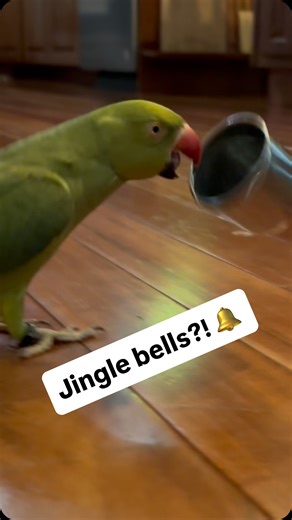 Beaker the Bird on Instagram: "Who needs jingle bells when you’ve got Ducky and a mini bowl! 😄 #jinglebells #birdsofinstagram #parrotsofinstagram #talkingbjrd #talkingparrot #cuteanimals #funnyanimals #parrot #birb #cutepets #funnypets"