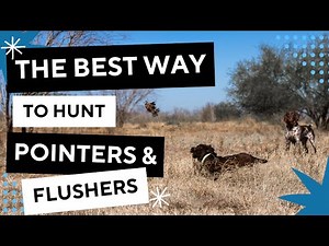 The Best Way To Hunt A Pointing Dog With A Flusher