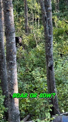 Boar or sow? We’ll answer later in the comments. #guardthegate #bear | Bear Hunting Magazine
