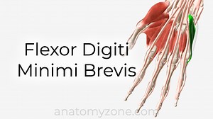 Flexor Digiti Minimi Brevis - Origin, Insertion, Action, 3D Model | AnatomyZone