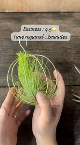 DIY under 2minutes! Sphere holder for Tillandsia andreana 😁 #Airplants #Tillymiri | TillyMiri - Air Plants from Malaysia