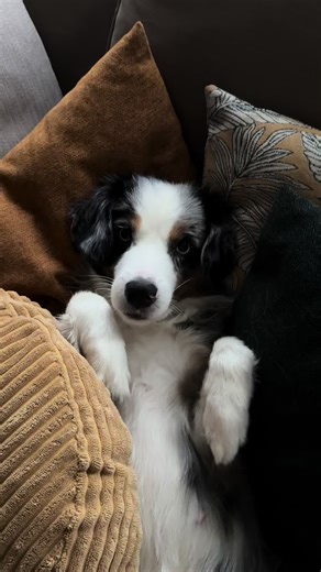 🩷 #miniatureaustralianshepherd #australianshepherd #aussiedoingthings #miniaussieshepherd