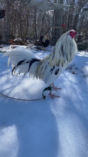 Discovering the Beauty of Game Birds in White Snow